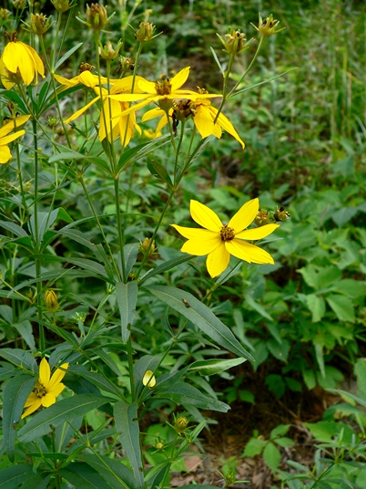 {Coreopsis major}